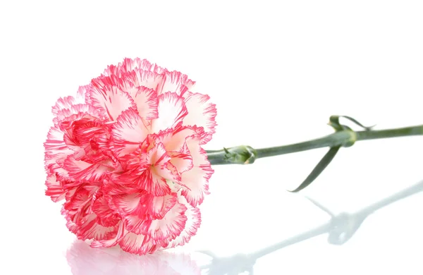 Две розовые красивые гвоздики изолированы на белом — стоковое фото