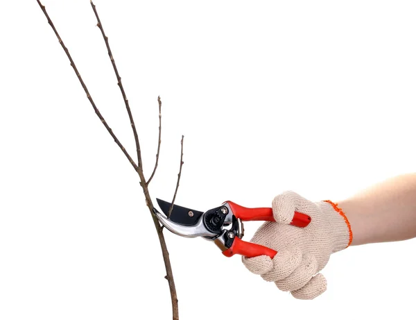 Taglio ramo d'albero con potatore isolato su bianco — Foto Stock