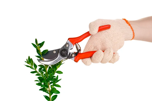 Trimming bush branch with pruner isolated on white — Stock Photo, Image
