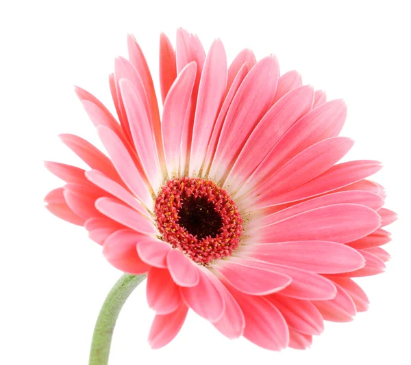 孤立在白色的美丽粉色非洲菊 — 图库照片