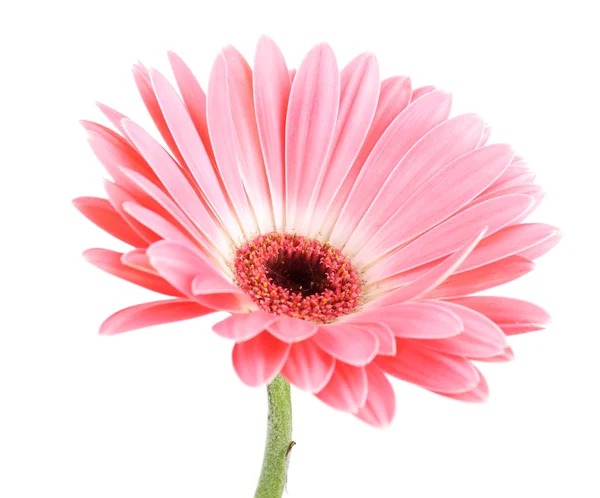 Красива рожева гербера ізольована на білому — стокове фото