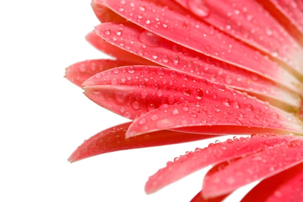 Krásná růžová gerbera kapkami izolovaných na bílém — Stock fotografie