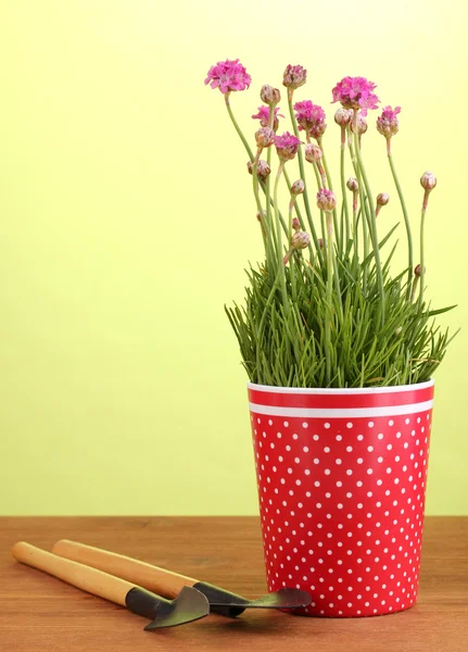 Fiori rosa in vaso con strumenti su tavolo di legno su sfondo verde — Foto Stock