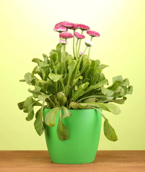 Daisy blommor i kruka på träbord på grön bakgrund — Stockfoto
