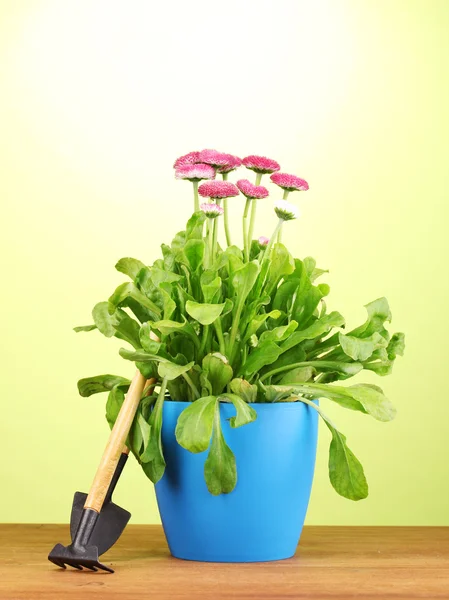 Rosa Blumen im Topf mit Instrumenten auf Holztisch auf grünem Hintergrund — Stockfoto