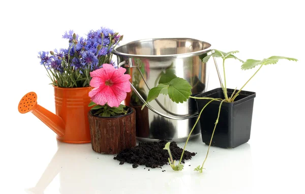 Annaffiatoio, secchio e piante in vaso isolato su bianco — Foto Stock