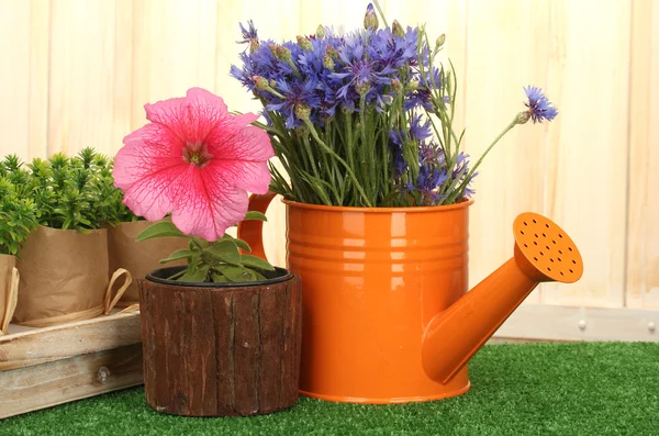 水まき缶や木製の背景には草の植木鉢の植物 — ストック写真