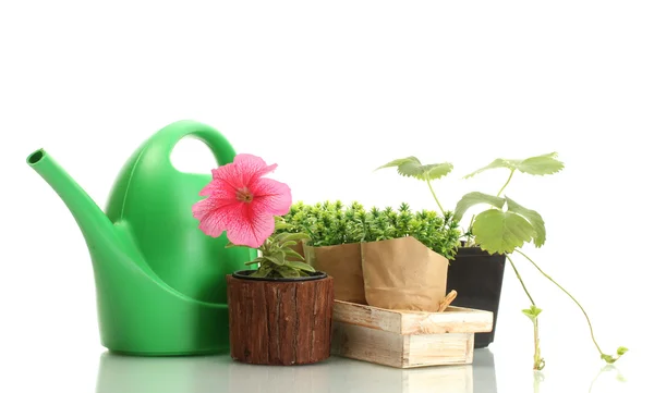 Gieter, bloemen en planten in bloempotten geïsoleerd op wit — Stockfoto