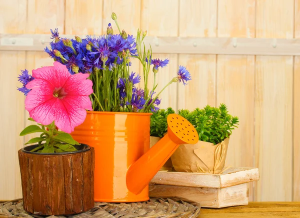 Gießkanne und Pflanzen in Blumentöpfen auf hölzernem Hintergrund — Stockfoto