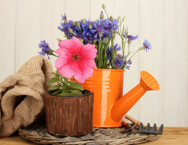 Regar lata, ferramentas e flores no fundo de madeira — Fotografia de Stock