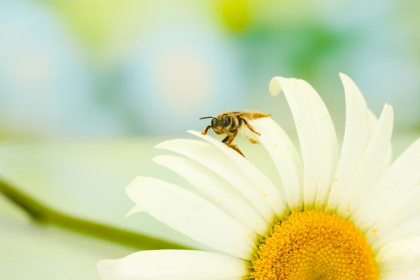 Пчела на ромашке крупным планом — стоковое фото
