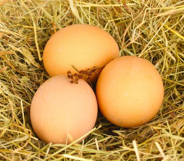 Bruna ägg i ett rede av hö närbild — Stockfoto
