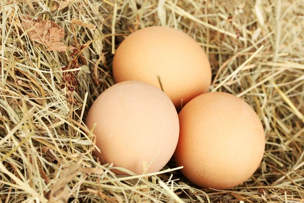 Коричневые яйца в сене на белом фоне крупным планом — стоковое фото