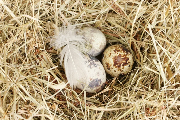 Oeufs de caille dans un nid de foin gros plan — Photo