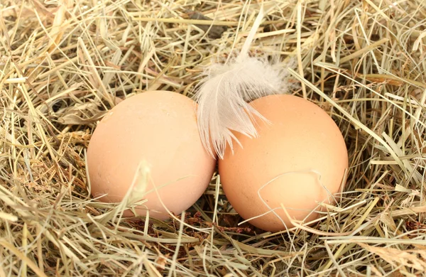 Bruin eieren in een nest van hooi close-up — Stockfoto