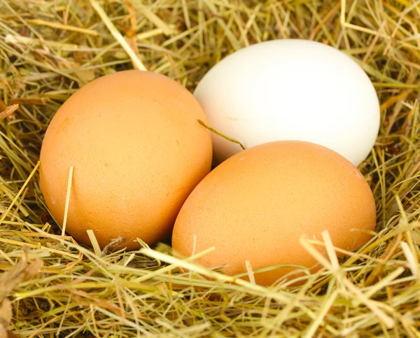 Bruine en witte eieren in een nest van hooi close-up — Stockfoto