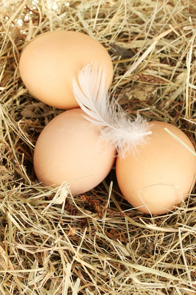 棕色鸡蛋在巢里的干草特写 — 图库照片