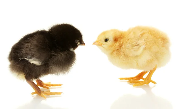 Siyah ve sarı küçük tavuklar üzerinde beyaz izole — Stok fotoğraf