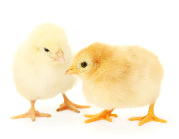 Duas galinhas amarelas isoladas no branco — Fotografia de Stock