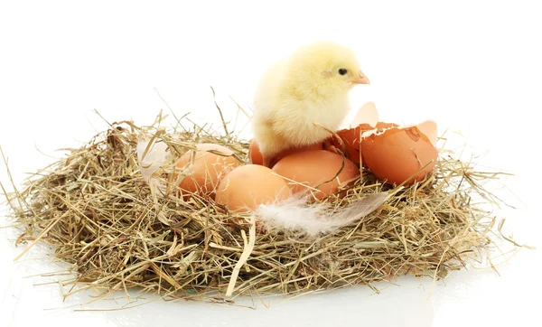 Galinha pequena bonita, ovos e casca de ovo no ninho, isolado no branco — Fotografia de Stock