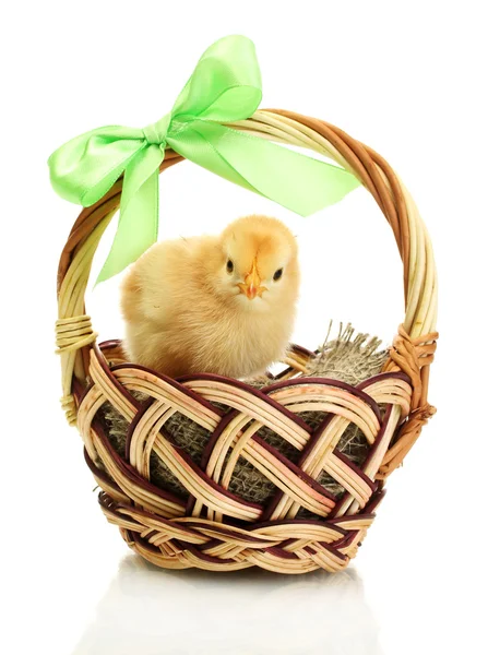 Schönes kleines Huhn im Korb isoliert auf dem weißen — Stockfoto