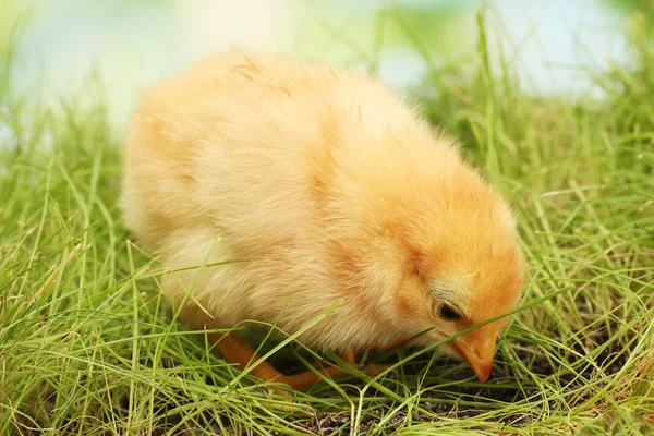 Hermoso pollito sobre hierba verde en el jardín — Foto de Stock