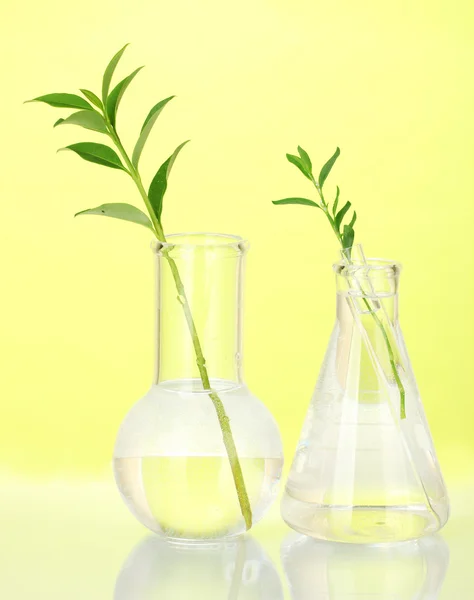Test-tubes with a transparent solution and the plant on yellow background close-up — Stock Photo, Image