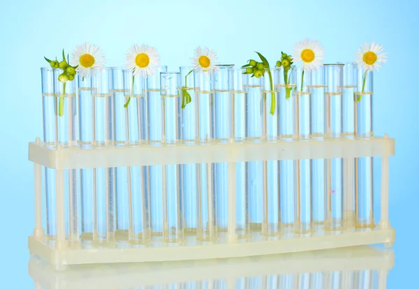 Kémcsövek egy átlátszó megoldást, és a növény, a kék háttér közelről — Stock Fotó