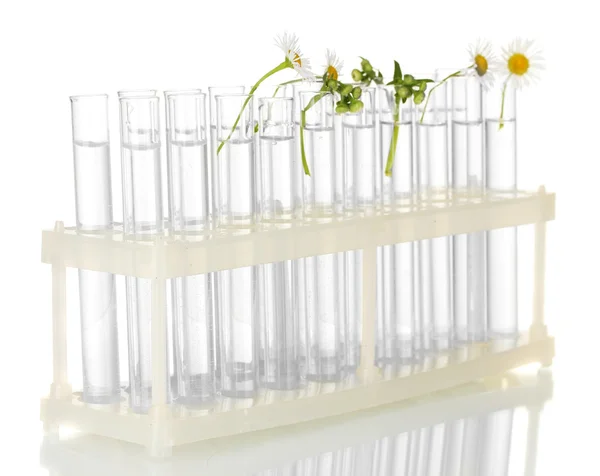 Probówki z roślin na białym tle na białym tle z bliska i przejrzyste rozwiązanie — Zdjęcie stockowe