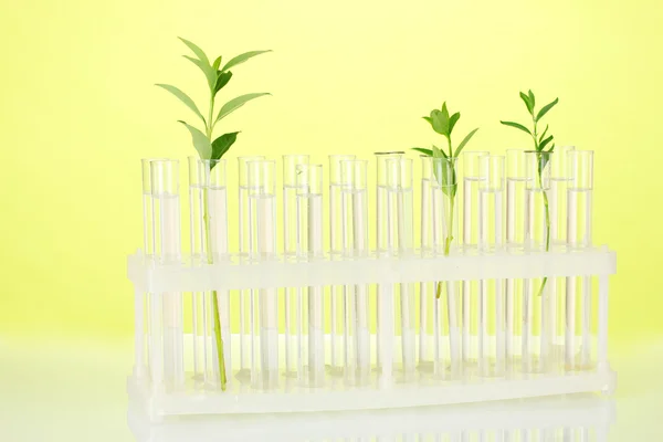 Reagenzgläser mit transparenter Lösung und die Pflanze auf gelbem Hintergrund in Großaufnahme — Stockfoto