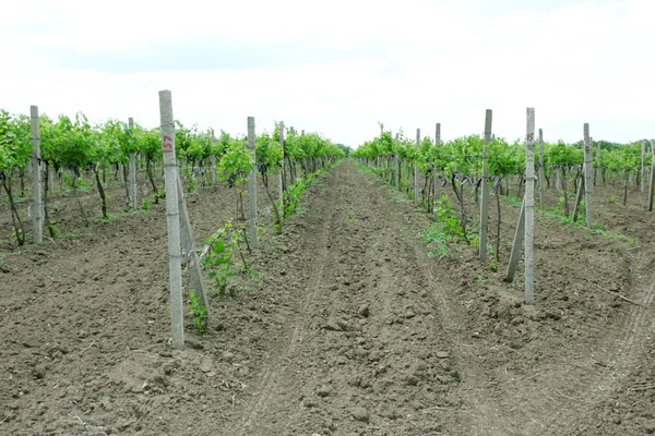 Young vineyard — Stock Photo, Image