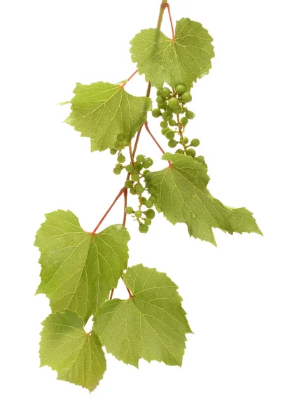 野生の緑のブドウ白で隔離される葉を持つ — ストック写真