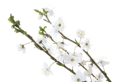 beyaz izole güzel kiraz çiçeği