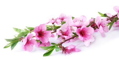 güzel pembe şeftali çiçeği üzerinde beyaz izole