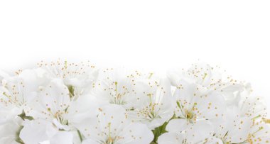 beyaz izole güzel kiraz çiçeği