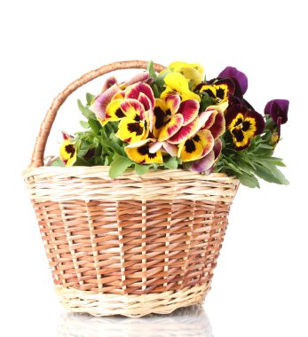 Beautiful violet pansies in basket isolated on a white clipart