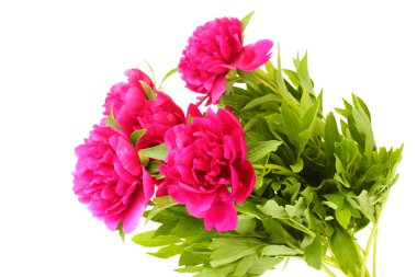 güzel pembe peonies üzerinde beyaz izole