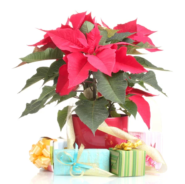 Beautiful poinsettia with different presents isolated on white — Stock Photo, Image