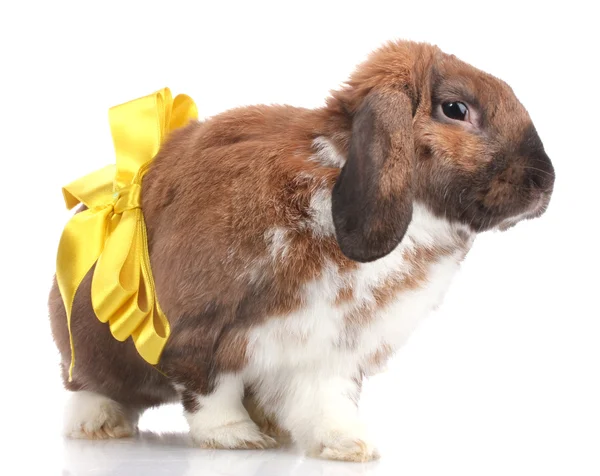 Lop-ухо кролика с желтым луком изолированы на белом — стоковое фото