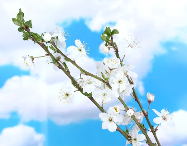 蓝蓝的天空背景上的美丽樱花 — 图库照片