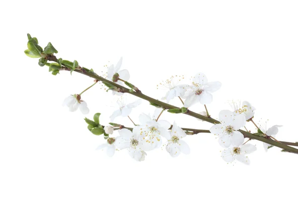 Schöne Kirschblüte isoliert auf weiß — Stockfoto