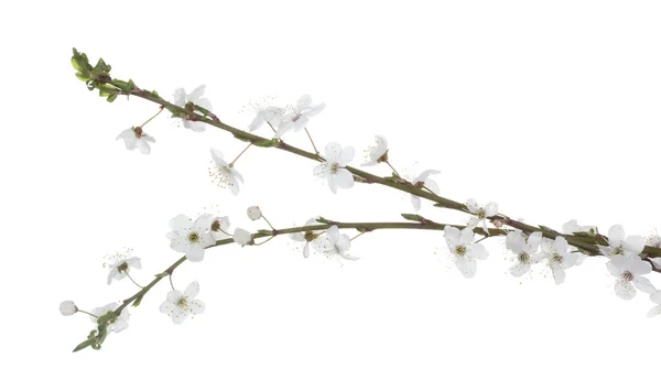 Belle fleur de cerisier isolée sur blanc — Photo
