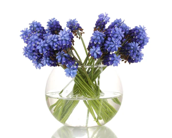 Muscari - hyacint i vase isoleret på hvid - Stock-foto
