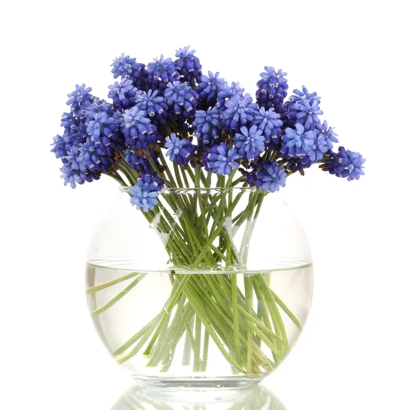 Modřenec - Hyacint v váza izolovaných na bílém — Stock fotografie