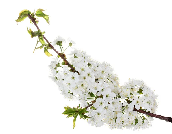 Красива вишнева квітка ізольована на білому — стокове фото