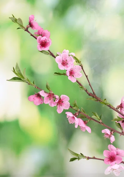 Smuk lyserød fersken blomstre på grøn baggrund - Stock-foto