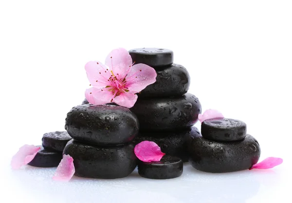 Курортные камни с капельками и розовыми цветами сакуры изолированы на белом — стоковое фото