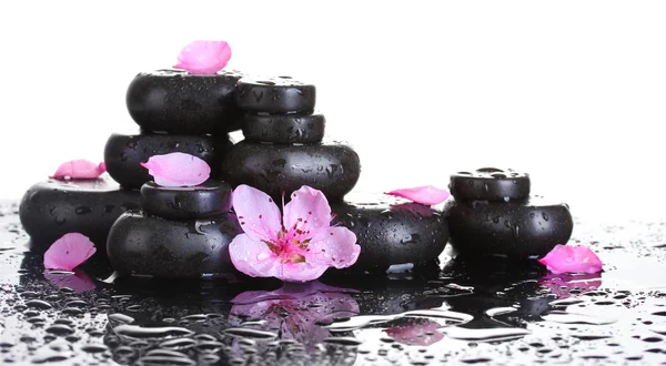 Piedras de spa con gotas y flores de sakura rosa sobre fondo blanco — Foto de Stock