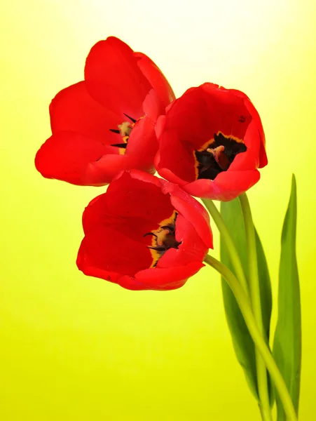Hermosos tulipanes sobre fondo verde —  Fotos de Stock