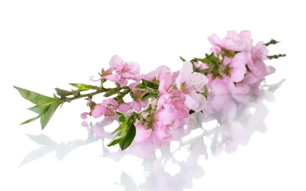 Mooie roze perzik bloesem geïsoleerd op wit — Stockfoto